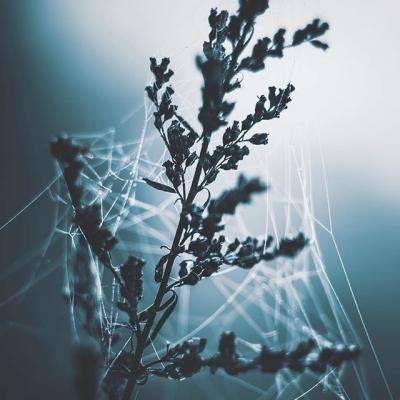 乐鱼官网app下载