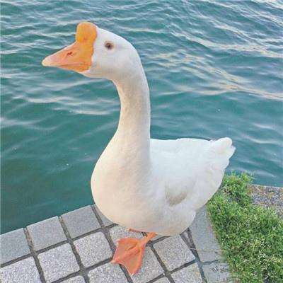 乐发vll彩票截图