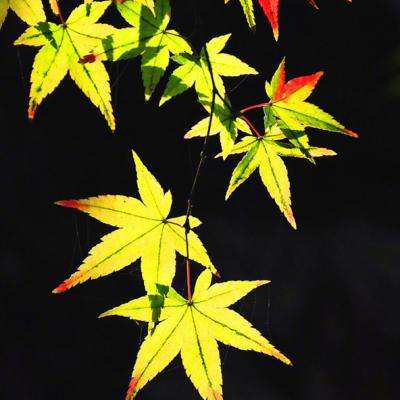 星空app官方网页